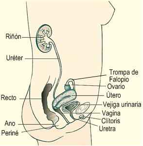 Herpes vaginal - Anatomía de la vagina humana