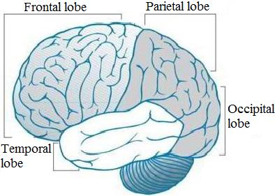 Herpes simplex encephalitis treatment - Brain lobes